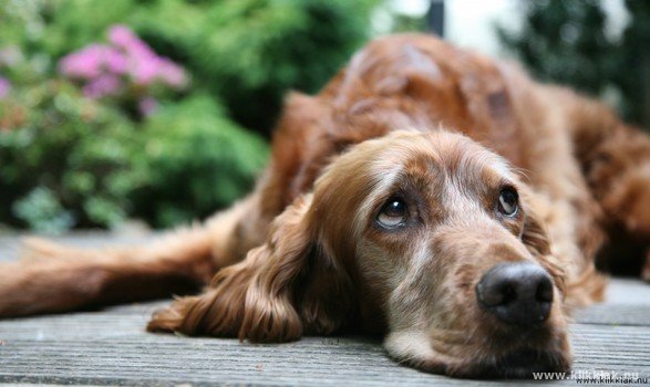 hond liggend op de grond