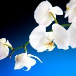 Witte orchidee op een blauw met zwarte achtergrond