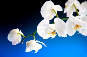 Witte orchidee op een blauw met zwarte achtergrond