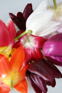 Gekleurde Hollandse tulpen