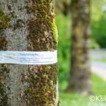 Waarschuwings lint essentaksterfte om boom heen melding gemeente utrecht de meern